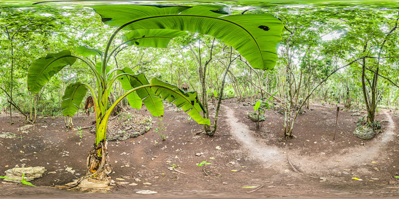 Bananenpflanze im Regenwald von Mexiko