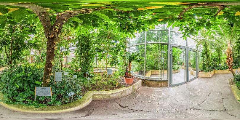Botanischer Garten Würzburg -Tropische und subtropische Nutzpflanzen