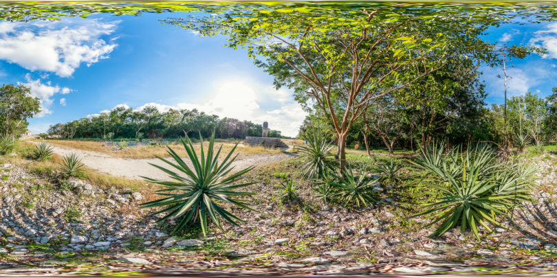 Sisal Pflanze in Dzibilchaltún, Yucatán