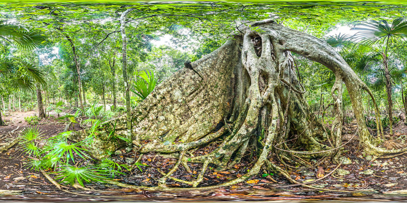 Regenwald in Quintana Roo, Mexiko